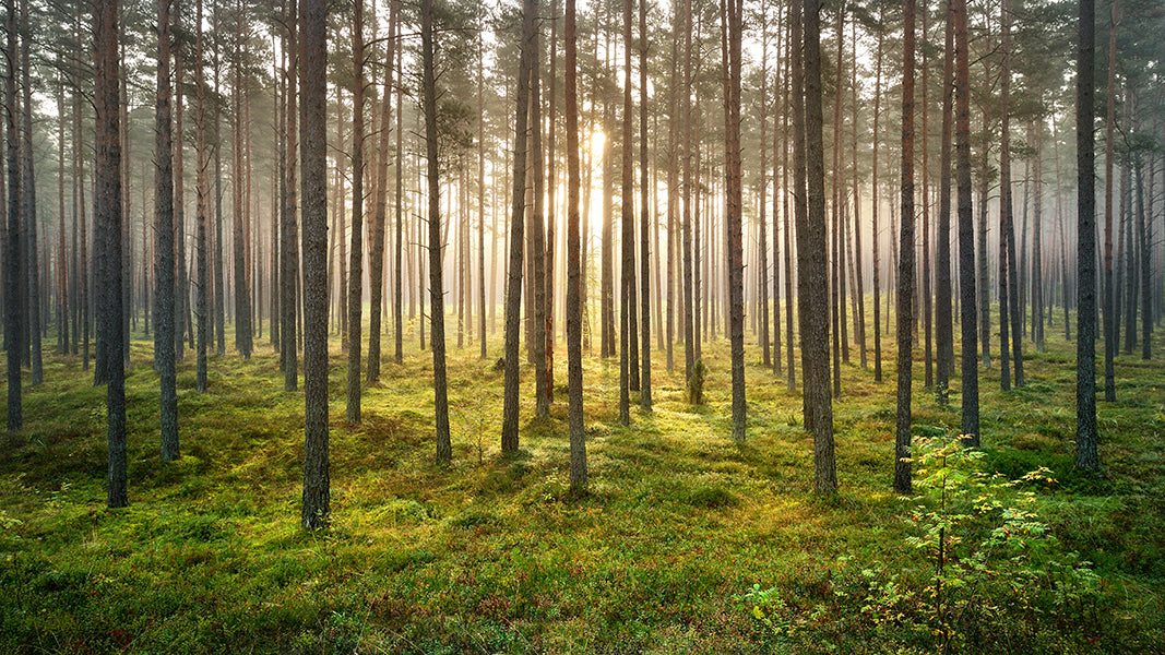 Mystical Realms of Norse Mythology