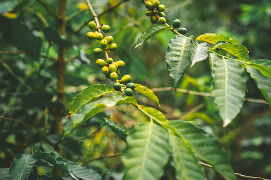 Why Fair Trade Coffee is Essential